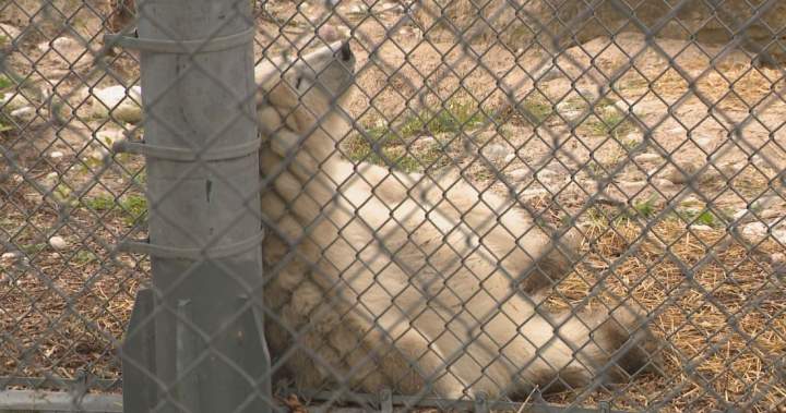 The poll-ar bear results are in, Winnipeg zoo reveals cub’s new name – Winnipeg