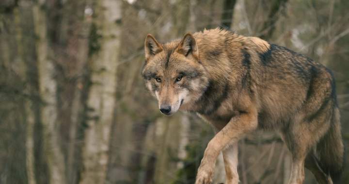 Wolf attack in northern Saskatchewan injures contractor
